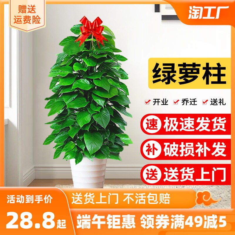 型绿萝绿箩柱客厅大植落地盆栽绿室内办公L室家养植物开业乔迁上