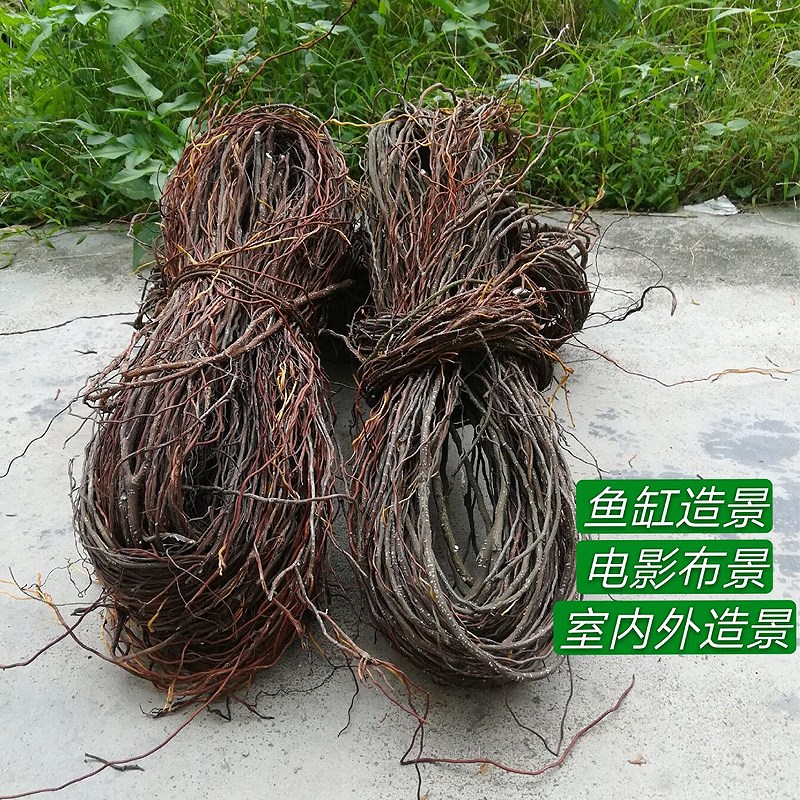新品造景根须枯藤蔓雨林鱼缸天然树根藤条微景P观气根装饰枝条树