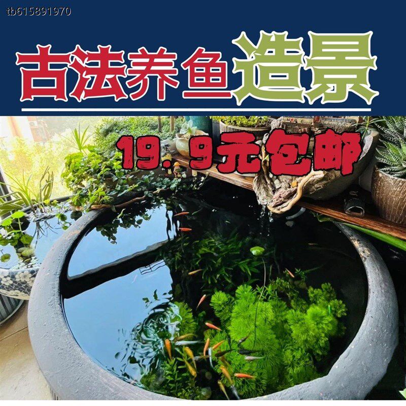 水缸古法养鱼水草套餐鱼缸造景专用素I材水草泥净水真草增氧植物