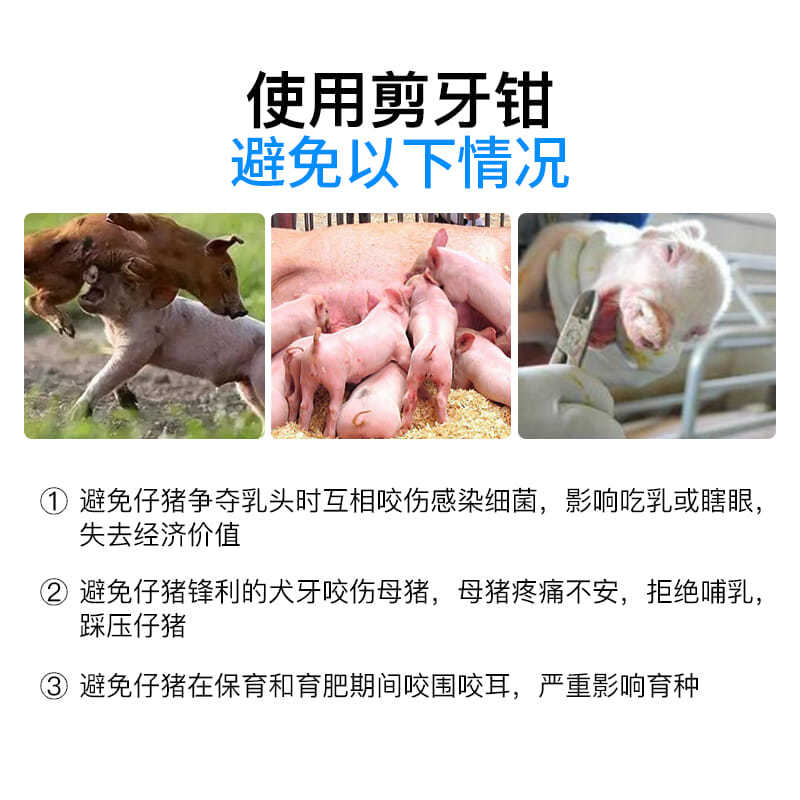 断牙钳设备乳牙猪崽子猪娃儿乳猪牙剪牙齿神器小动物剪齿钳养猪。