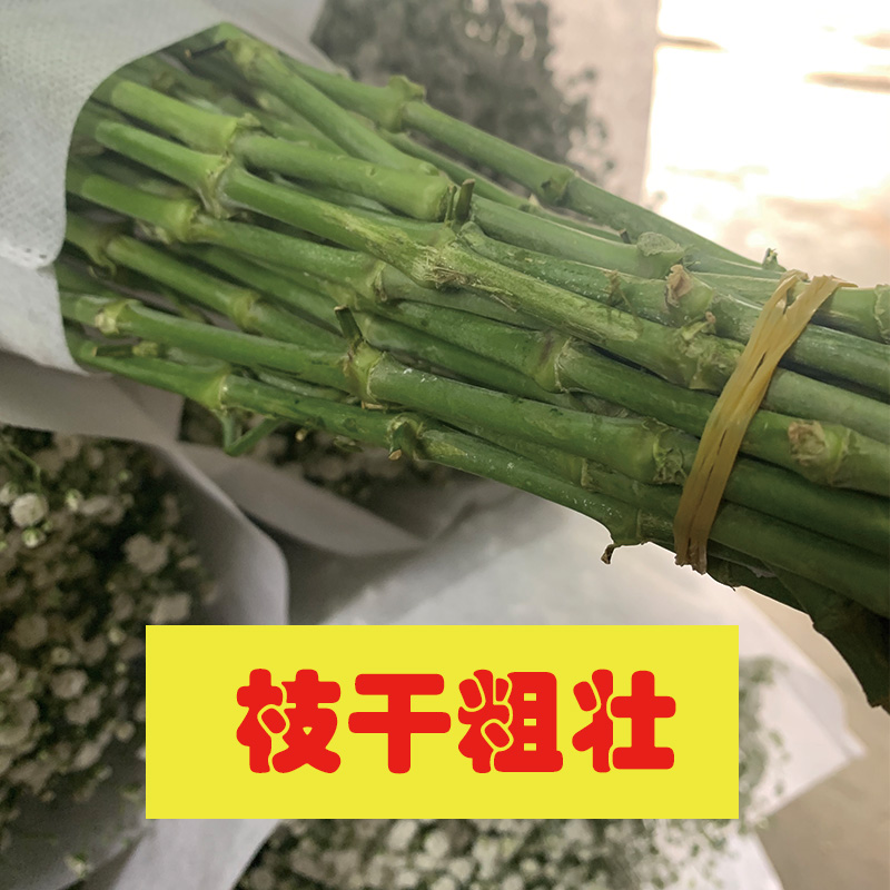 满天星干花散装论斤卖大束粉色蓝色鲜花彩灯闪灯串灯客厅摆件装饰