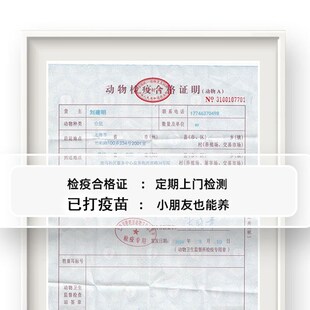 速发已打疫苗家养长毛金丝熊活物稀有仓鼠黑火波利纯银小朋友放心