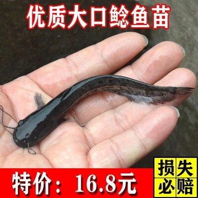 速发大口鲶凶猛鱼苗鲶鱼苗土鲶鱼包活淡水鱼苗水库专用清杂鱼大型