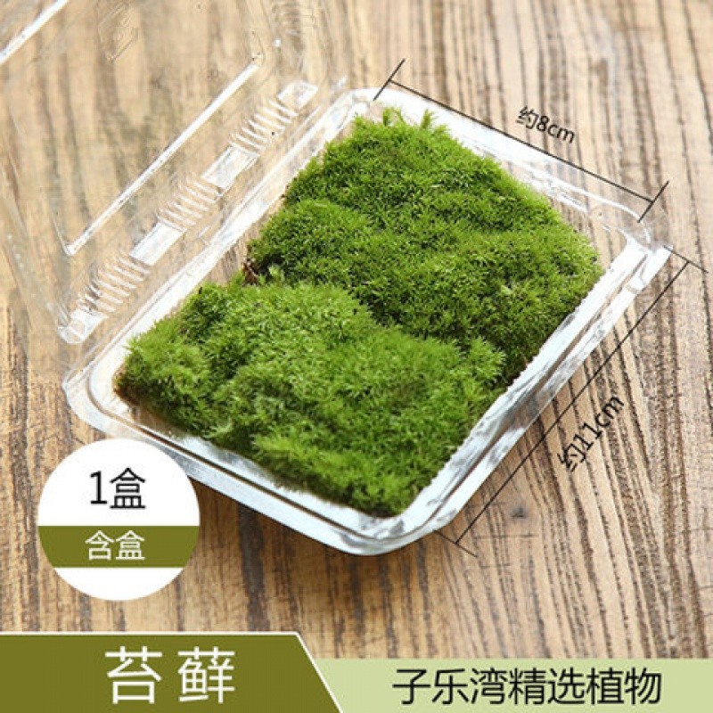 鲜活苔藓10盒】青苔苔藓微景观植物生态瓶现采新鲜活绿植草皮草坪