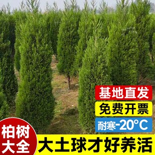 柏树树苗松柏塔柏侧柏龙柏扁柏坟地陵园风水熏肉庭院园林绿化工程