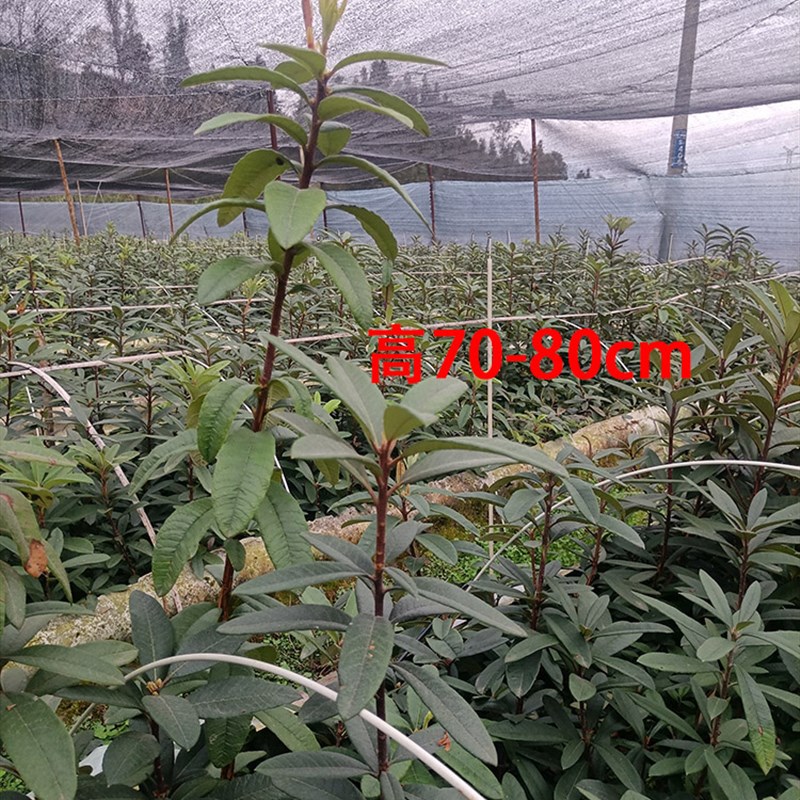 云南高山杜鹃马缨花大红色大树杜D鹃乔木庭院绿植花卉盆景盆栽