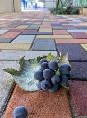 透水砖广场户外景观庭院铺地陶土砖人行道砖红色面包砖道板砖PC砖