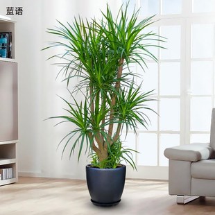 1.4 2.5米龙血树盆栽大型绿植室内办公室绿化植物客厅龙须树植
