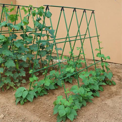 黄瓜爬藤架e豆角架杆西红柿架种菜蔬菜搭棚子架植物支撑杆包塑钢