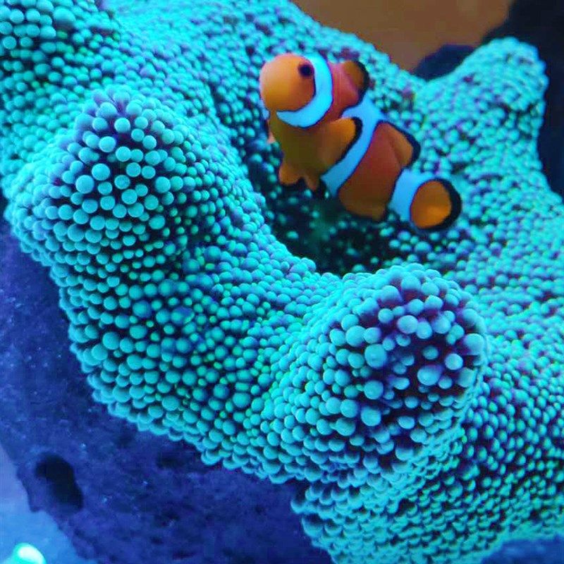 皇海葵巢奶嘴杯防跑神器窝家屋珊瑚罐子鱼缸造景装饰海葵窝固定黄,宠物/宠物食品及用品,造景/装饰,淘宝优惠券,粉丝福利购,淘宝优惠卷