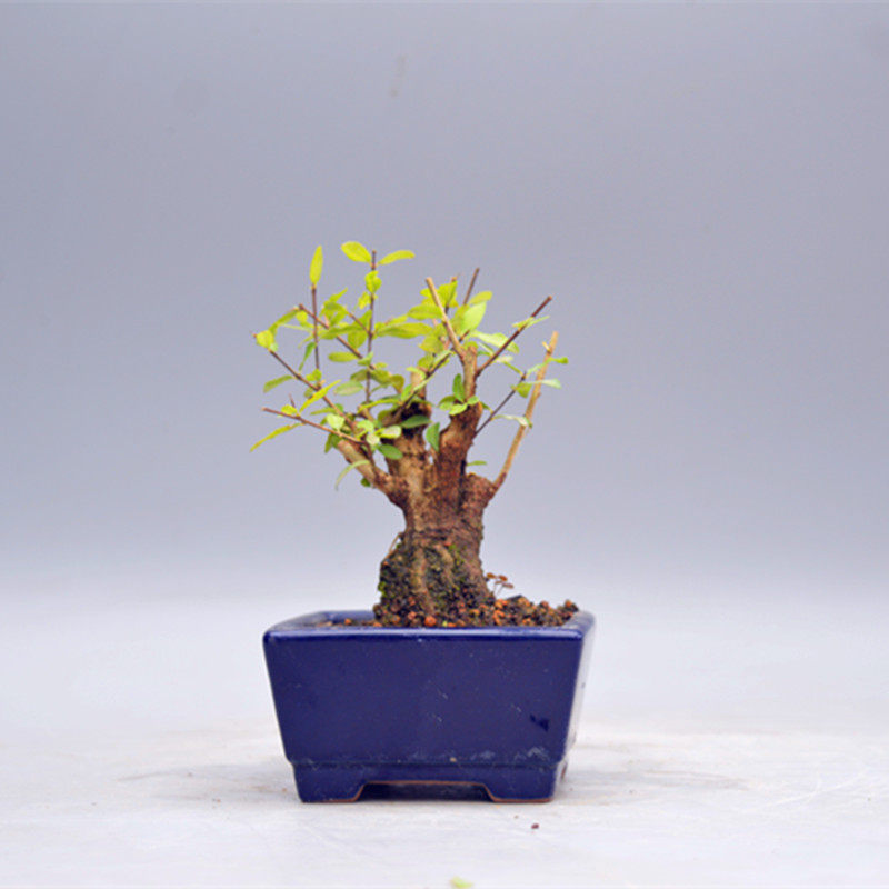 白石榴微型盆景盆栽原生籽播老桩白花玉水k晶开花结果室内阳台绿