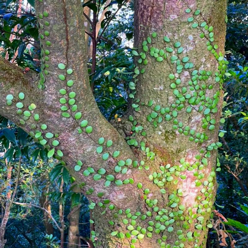 速发伏石蕨抱树蕨绿植雨林水陆缸假山缸攀爬造景常用常绿叶植物抱