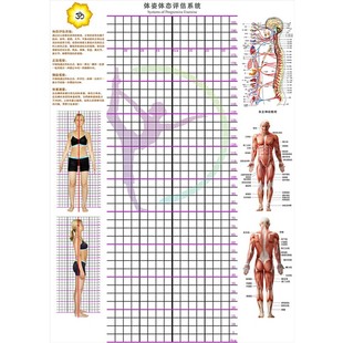 体态评估表墙贴健身房体测网格纸瑜伽馆私教姿势体位背景墙体姿图