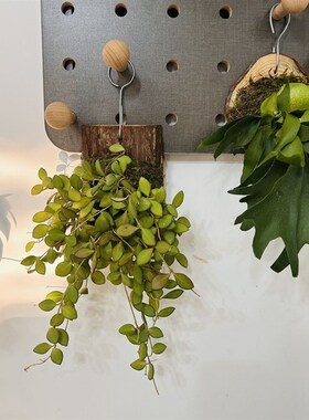 板植球兰小叶球兰板植树叶藤条墙挂垂吊植物电线外露遮丑耐阴植物