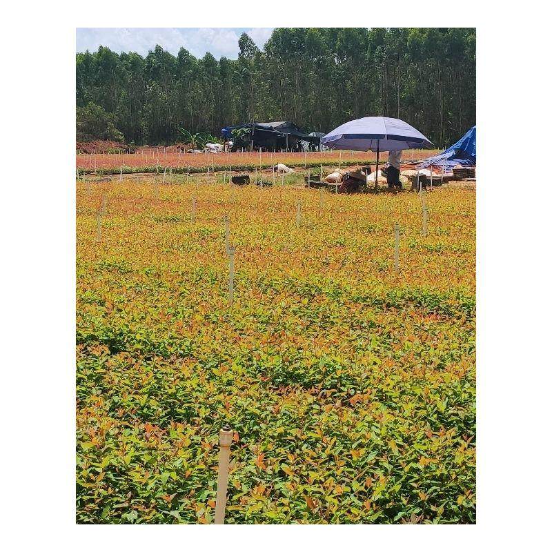桉树苗速生桉树苗广一广九二代29号桉树树苗快Q速绿化林苗经济造