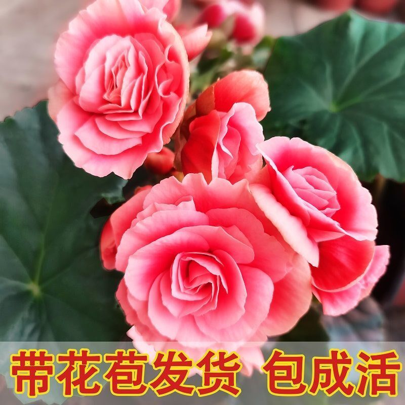 四季海棠大花重瓣球根海棠种球大叶海棠花盆栽夫妻海棠花带花苞