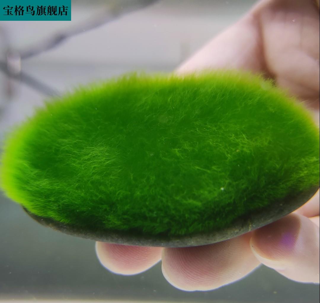绿藻藻种短绒藻长绒藻藻石藻v球绿藻苏虾藻鱼缸绿藻绿苔种水草净