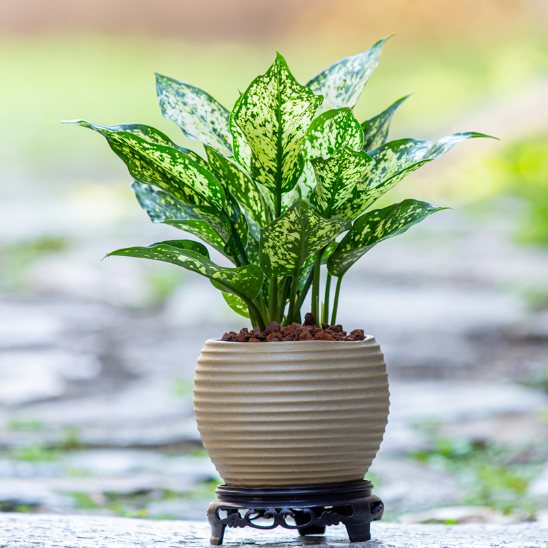 翡翠皇后万年青盆栽室内办公室桌面吸甲醛绿植耐旱观叶植物小盆景