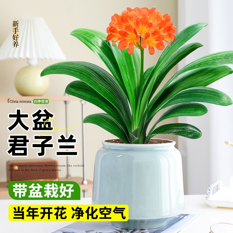 君子兰盆栽花卉老苗带花苞室内好养活四季常绿多肉易活净化绿植物