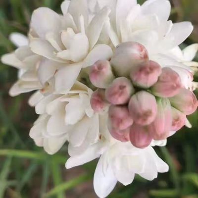 夜来香花苗晚香玉花苗浓香型多年生植物室内外庭院四季易种活花卉