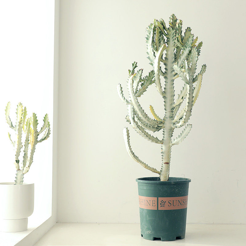 白龙骨盆栽室内外绿植仙人掌大型植物沙生造景大戟科量天尺仙人柱