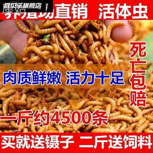 推荐面包虫活虫大麦虫大号麦麸鲜活500g黄粉虫粉巴西龟仓鼠蜜袋鼯