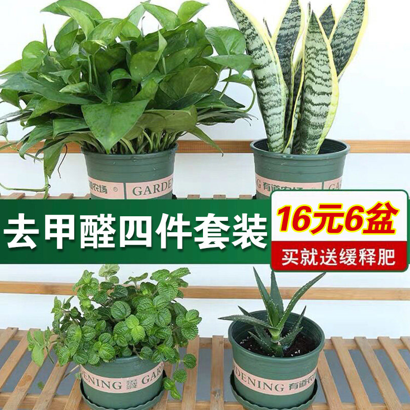 新品去甲醛植物绿萝吊兰龟背竹新房盆栽绿箩室内吸除Y虎皮兰常春