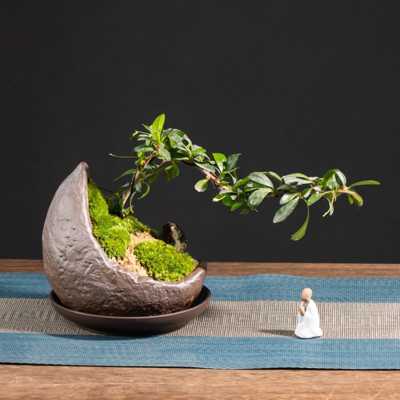 复古六月雪紫砂花盆陶瓷中式绿植盆栽家用桌面带托小叶紫檀摆件,鲜花速递/花卉仿真/绿植园艺,花盆,淘宝优惠券,粉丝福利购,淘宝优惠卷