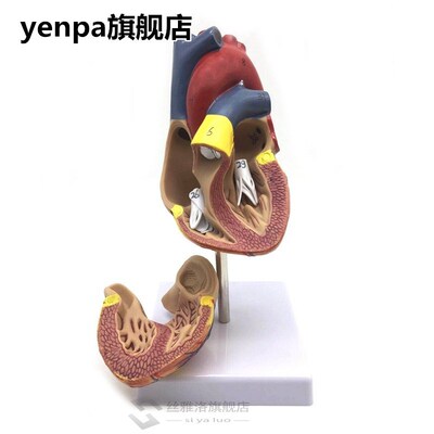 1 1 Human Heart Model, Anatomically Accurate Heart Model Li