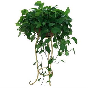 武汉大型绿植盆栽发财树绿萝办公室卧室内净化空气除甲醛开业乔迁