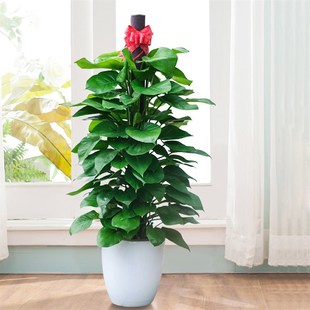 重庆大绿萝柱开业盆栽室内大型绿植客厅植物办公室净化空气除甲醛