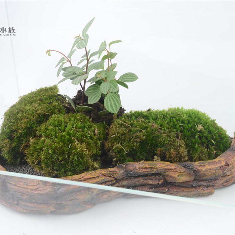 推荐造景围栏水陆鱼缸雨淋缸龟缸微景观设计摆件装饰梯田风光