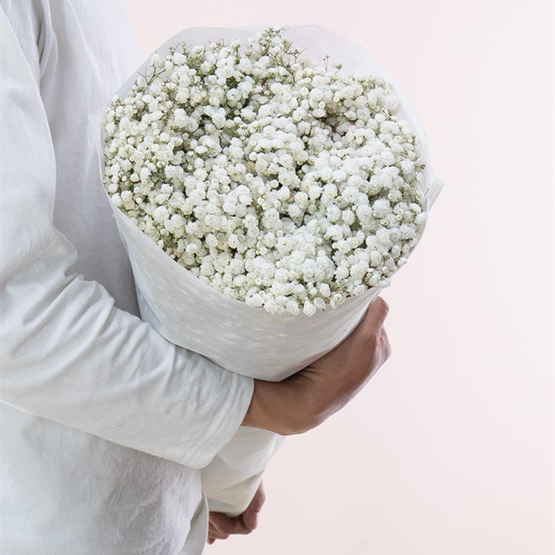 白色满天星鲜花云南基地直发真花半干花材花束搭配婚庆婚车超大束