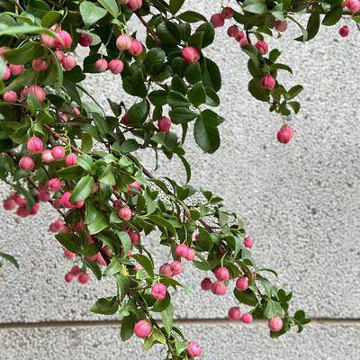 小众花材灯e笼果鲜切花全国速递家庭用花室内水培插花鲜花一扎