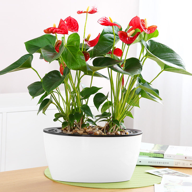 红掌花卉四季开花植物粉掌水培阳台观花植物n室内鸿运当头盆栽白