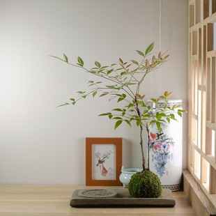 苔玉球茶台书房苔藓微景观禅意盆景摆件 金钱虎须菖蒲野梅文竹日式
