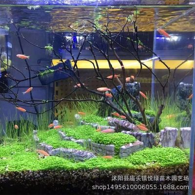 速发Beautiful scenery spot quantity of aquatic plants