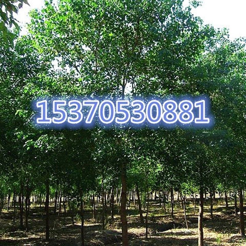 乌桕树 乌桕大树苗景观树别墅庭院绿化工程苗行道树 苗