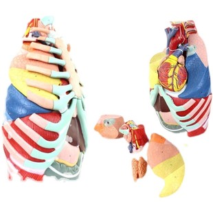 推荐 进口医学医学用人体胸腔解剖模型肺解部心脏解剖