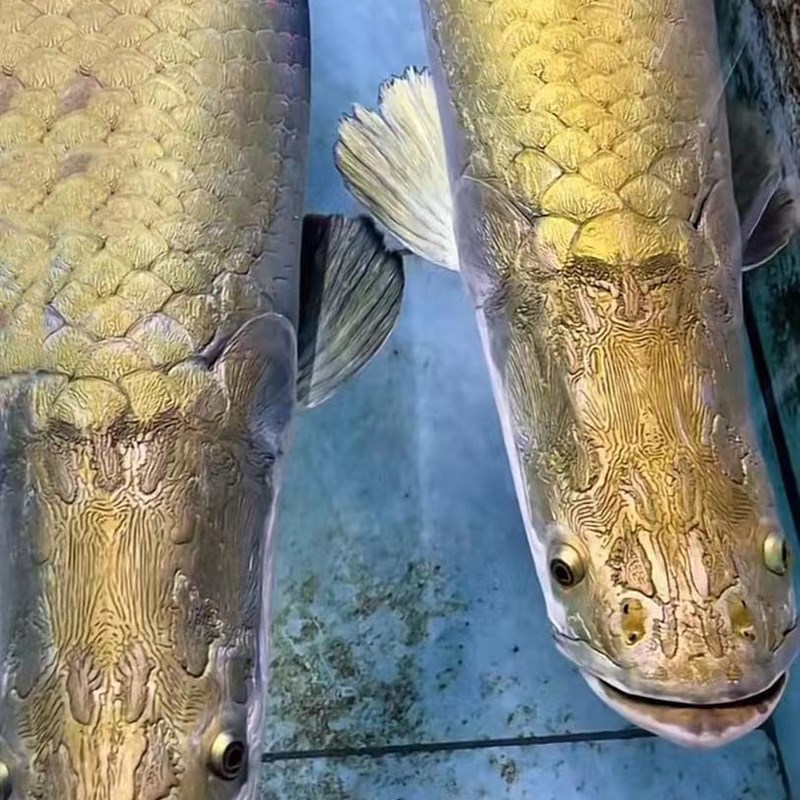 速发猛鱼巨骨舌鱼热带观赏鱼水族箱上层活体红尾海象淡水肉食鱼