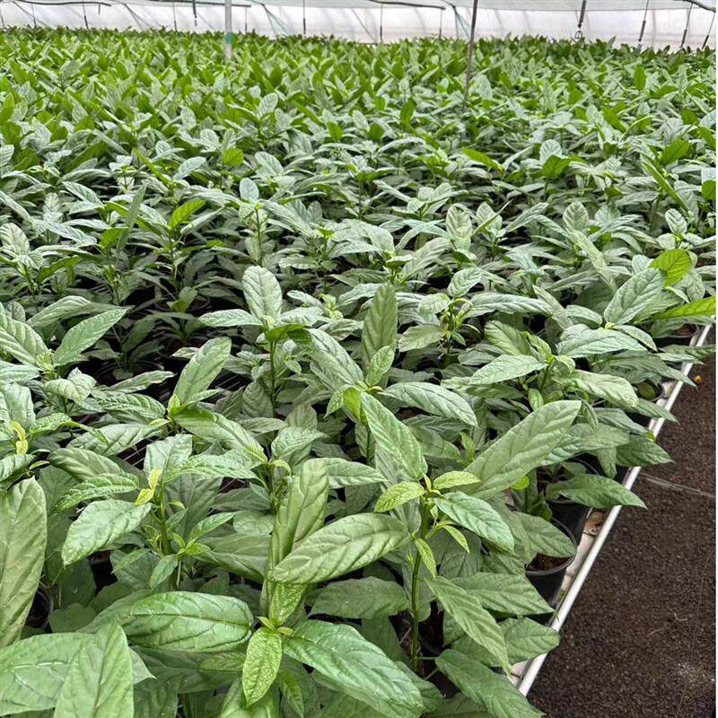 垂丝茉莉中苗   花期是u每年十一月份到过年四五月份短日照花卉