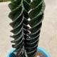 可一物一拍 龟甲瓣Tornado cactus龟甲龙卷风 龙卷风螺旋柱仙人掌