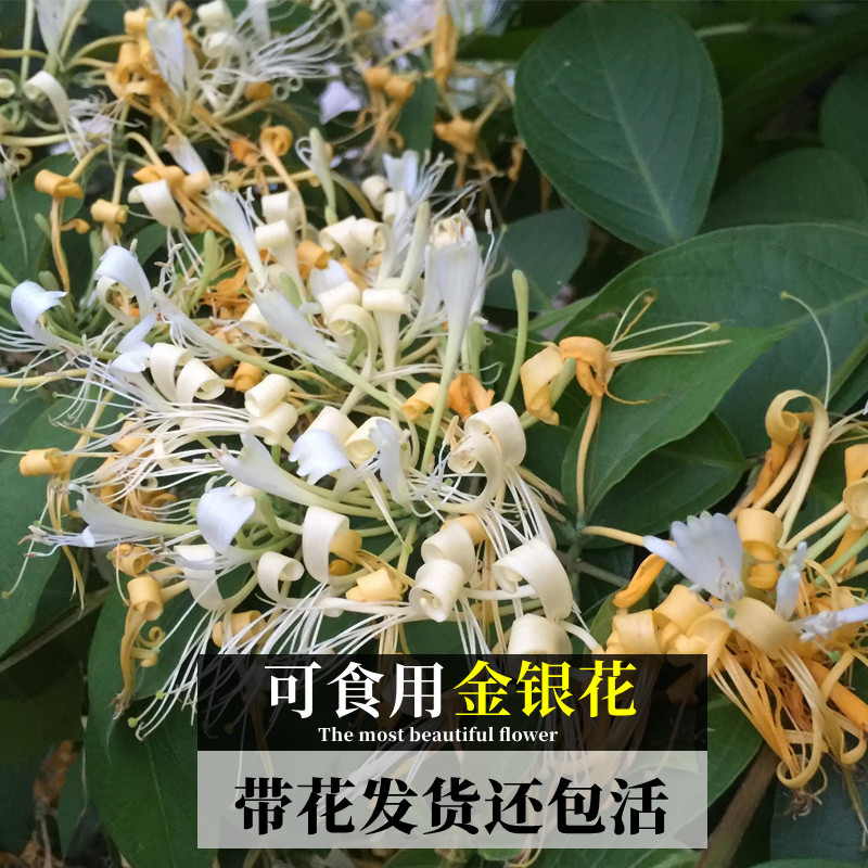 金银花树苗盆栽绿植鸳鸯耐寒室内浓香花卉阳台庭院吊兰爬藤植物