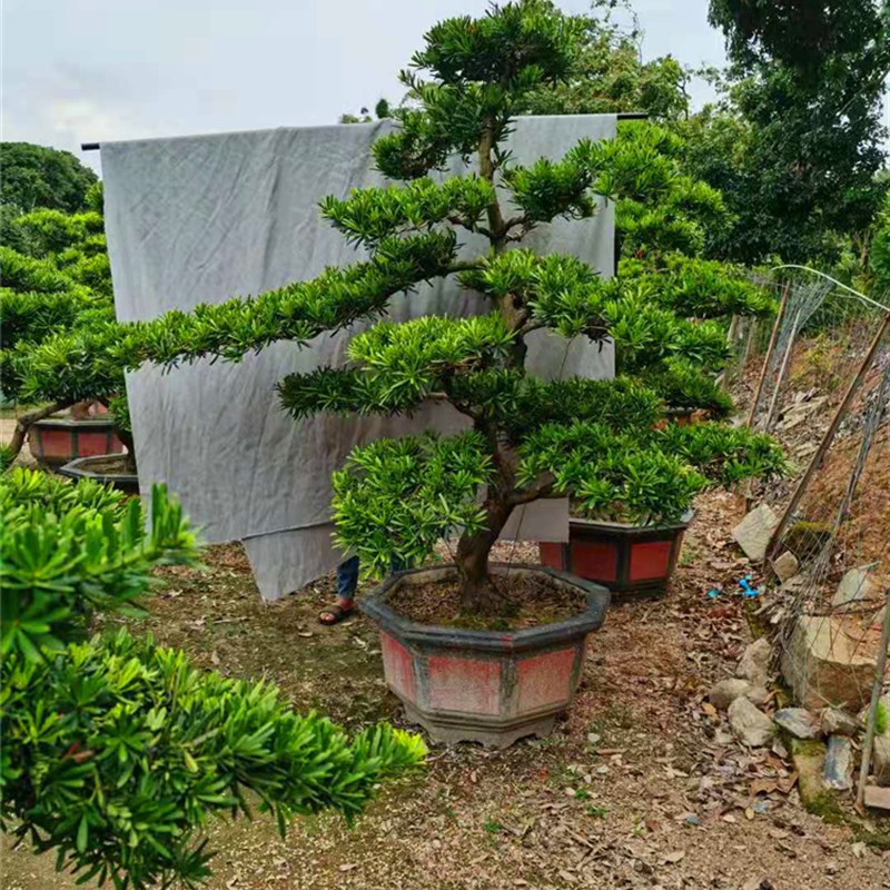 大型罗汉松盆栽树桩四季常青庭院大树别墅盆景金钻u迎客松室外绿