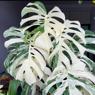 白锦龟背竹短颈白龟日本龟背日本短颈龟背竹锦化龟背植物室内盆栽