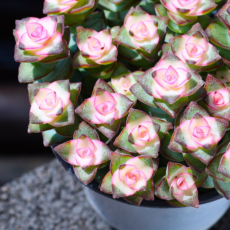 粉色星王子多肉植物带盆栽好 云南直发肉肉组合盆栽室内桌面