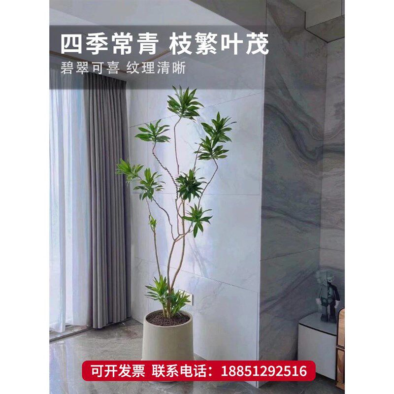 金心百合竹小苗真绿植物盆栽室内客厅耐荫好养网红办公室桌面基地图片