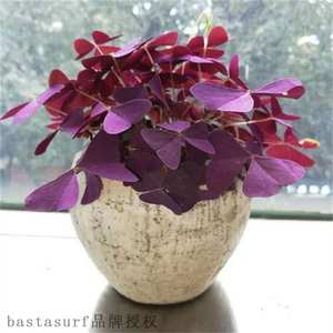 极速Indoor balcony garden potted violet, dayflower, Chloroph