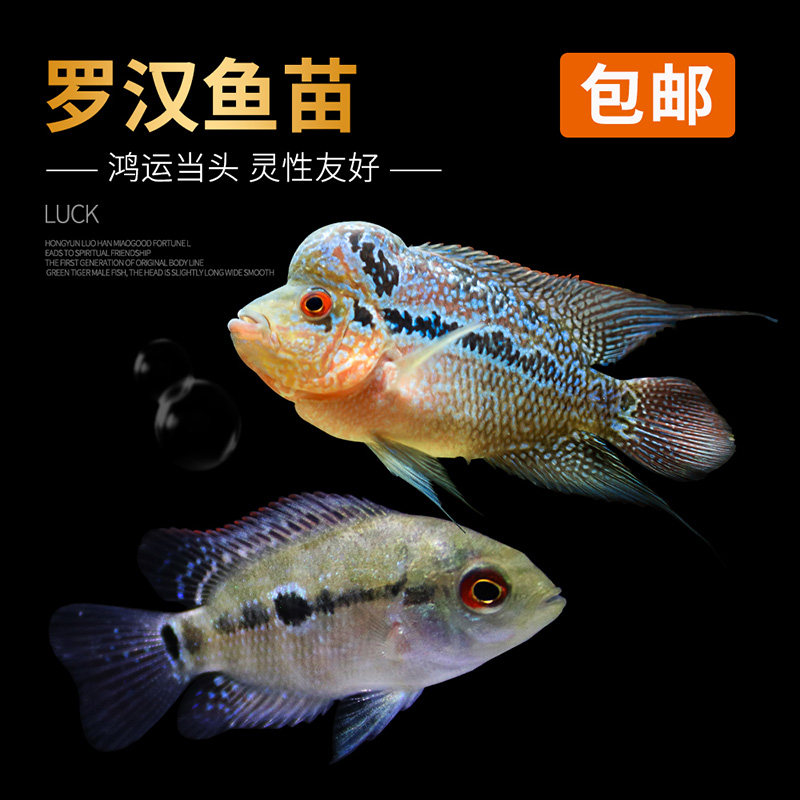 新品鸿运当头f罗汉鱼苗亚成鱼起头观赏鱼泰国红马幻彩金花红德萨