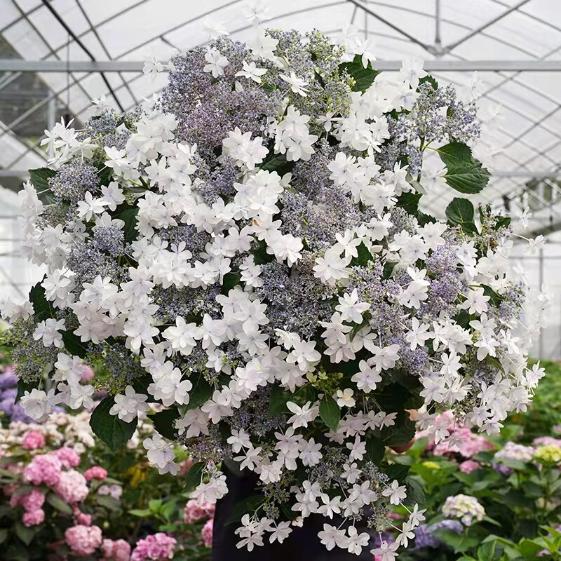 (木子家的花园)包邮大花绣球八仙花白色天使盆栽庭院绿植花卉